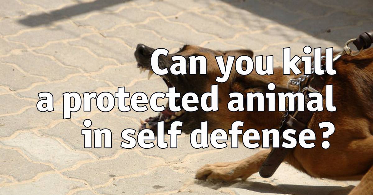 Can you kill a protected animal in self defense?